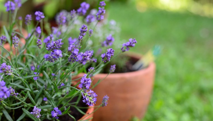 planta de lavanda - insecticida natural