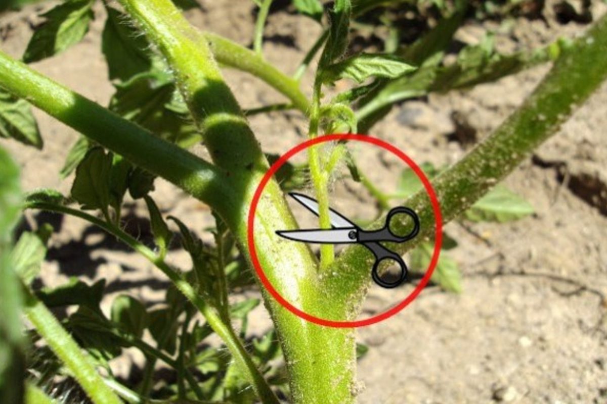 tomates y este es el secreto 7 5 1200x800 1