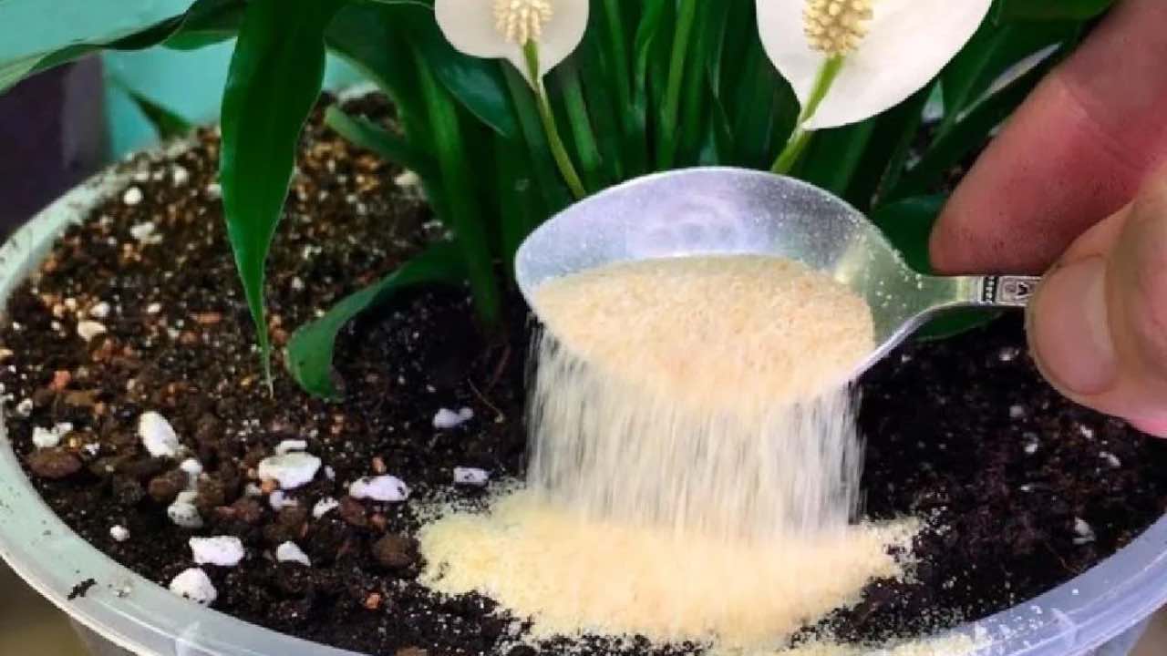 remediar insectos en plantas