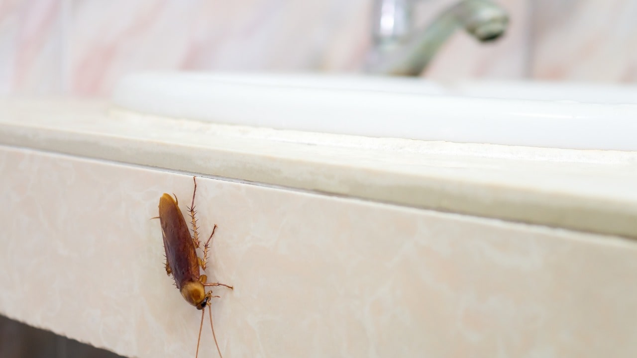 Cucarachas en la casa
