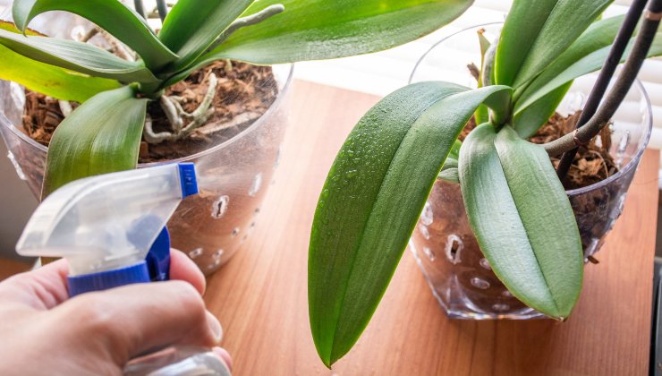Regar las plantas Regar las plantas