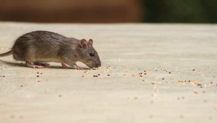 ratones en el jardin ratones en el jardin