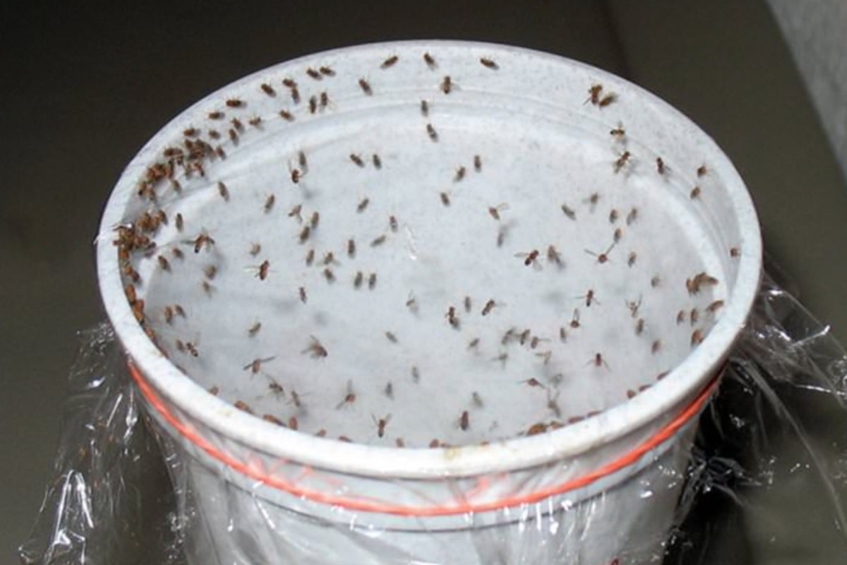 mata cucarachas, moscas y mosquitos insecticida natural matar cucarachas, moscas y mosquitos - insecticida natural