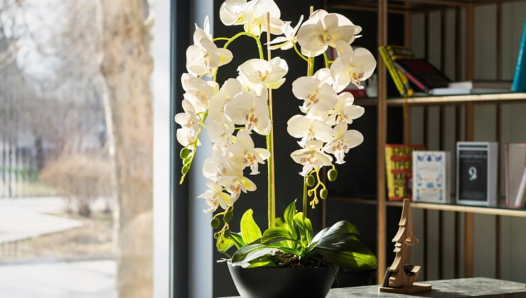 Jarrón de orquídeas blancas