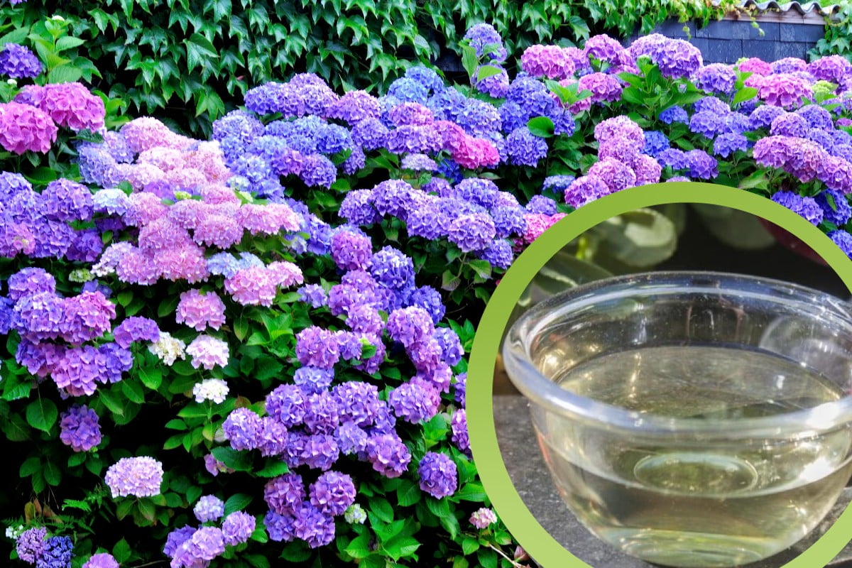 vierta solo 1 vaso de hortensias vierta un vaso de vinagre de hortensias