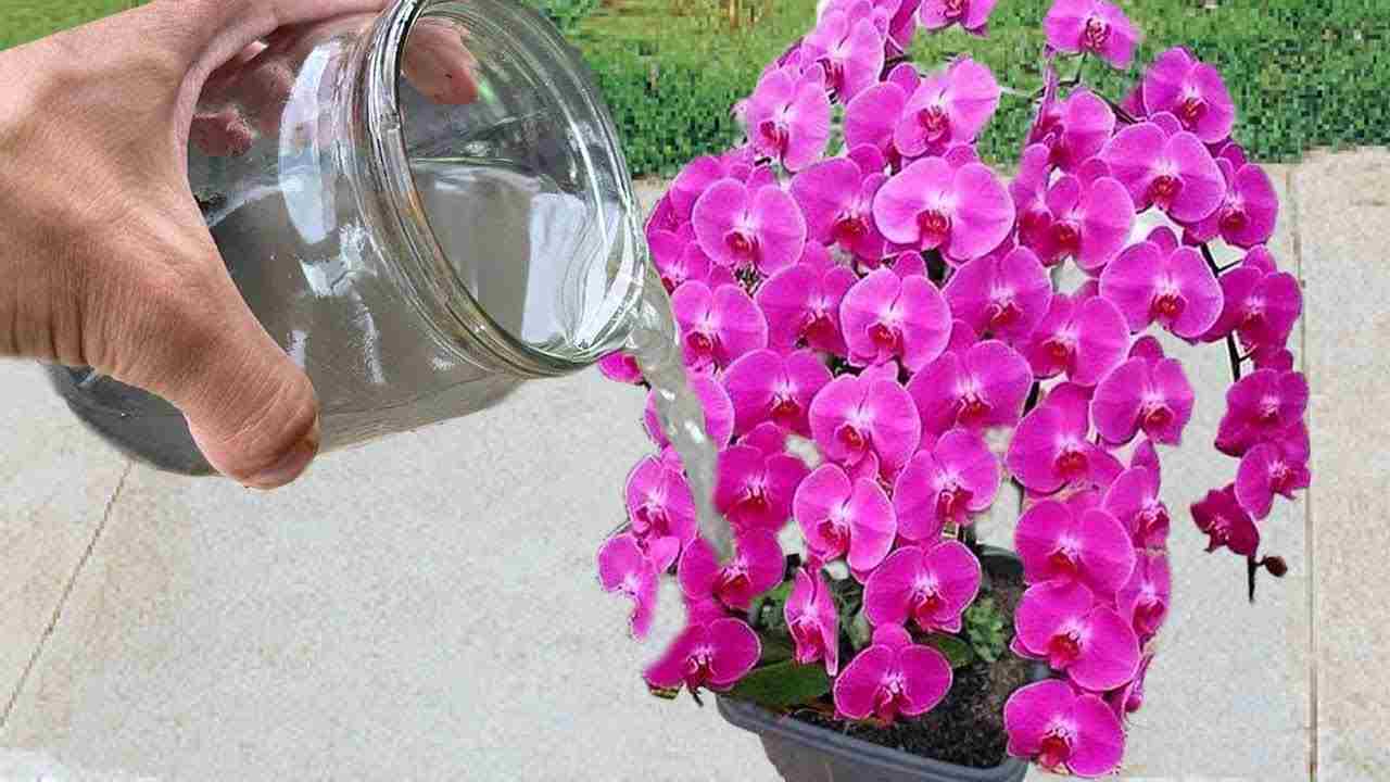 verter la solución en las plantas verter la solución en las plantas
