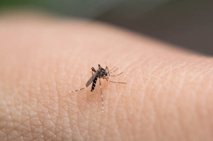 Trampa mortal para mosquitos sin coste Trampa mortal para mosquitos sin coste