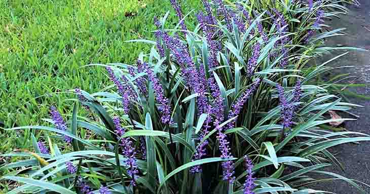 12 plantas perfectas para hacer los bordes de tu jardín 2 Liriope Muscari