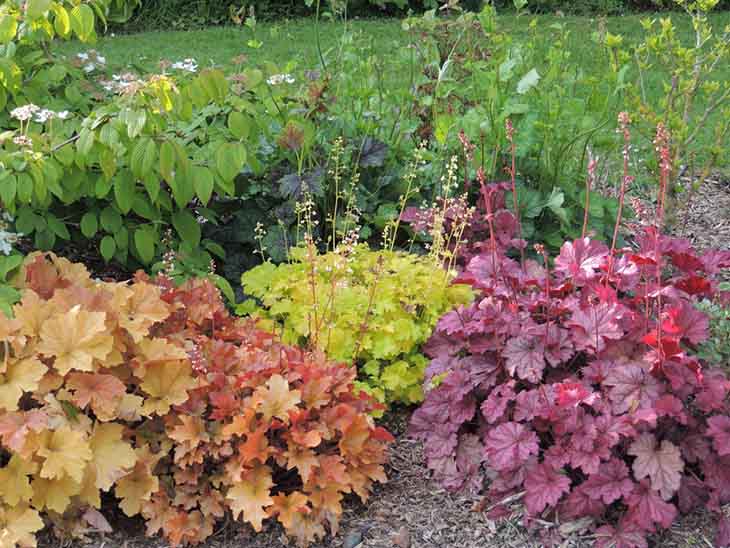 12 plantas perfectas para hacer los bordes de tu jardín 6 heuchera