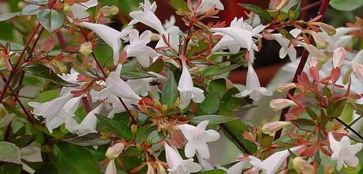 12 plantas perfectas para hacer los bordes de tu jardín 10 abelia flores grandes