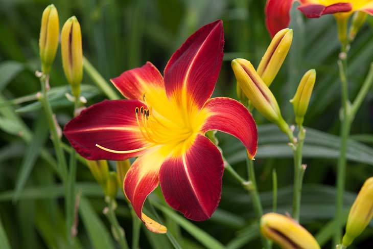 12 plantas perfectas para hacer los bordes de tu jardín 7 azucenas