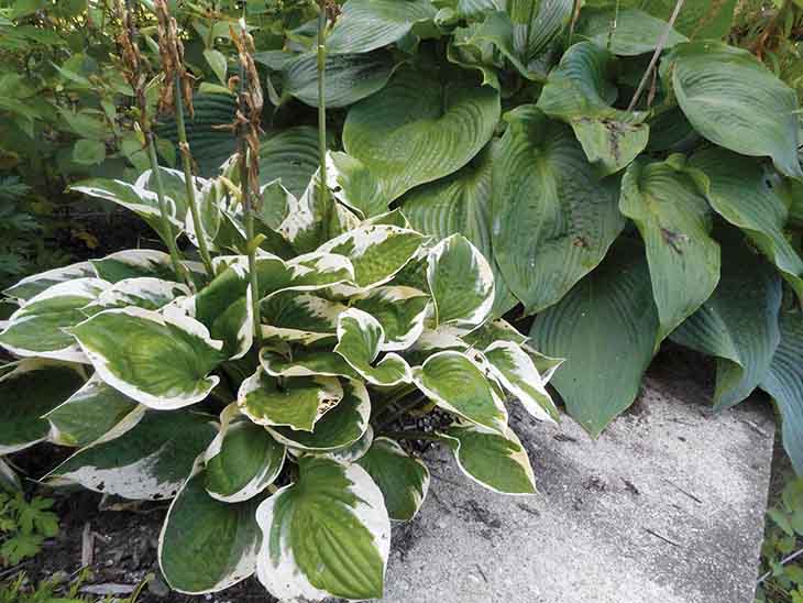 12 plantas perfectas para hacer los bordes de tu jardín 4 anfitrión