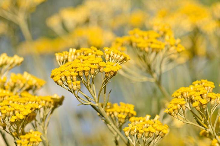 12 plantas perfectas para hacer los bordes de tu jardín 12 helicriso