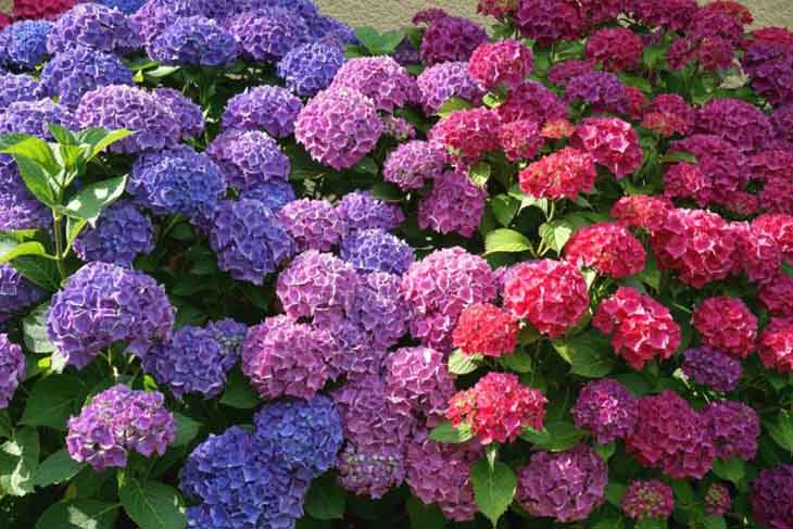 12 plantas perfectas para hacer los bordes de tu jardín 8 hortensia1