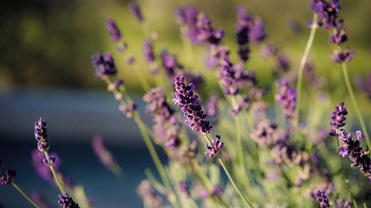 12 plantas perfectas para hacer los bordes de tu jardín 9 lavanda1