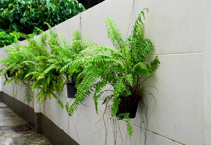 12 plantas perfectas para hacer los bordes de tu jardín 3 helecho de boston