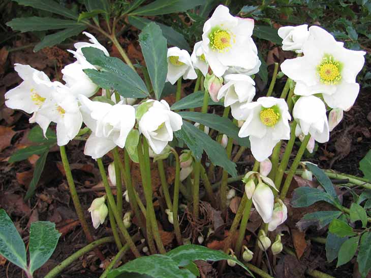 12 plantas perfectas para hacer los bordes de tu jardín 13 navidad rosa