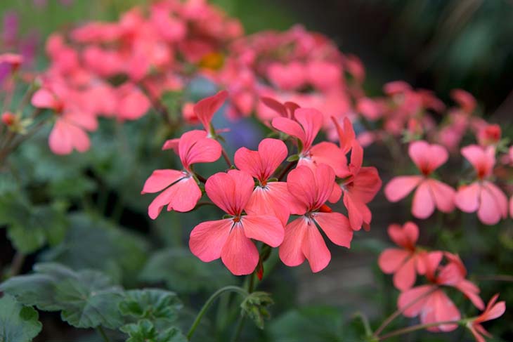 12 plantas perfectas para hacer los bordes de tu jardín 11 geranio-1