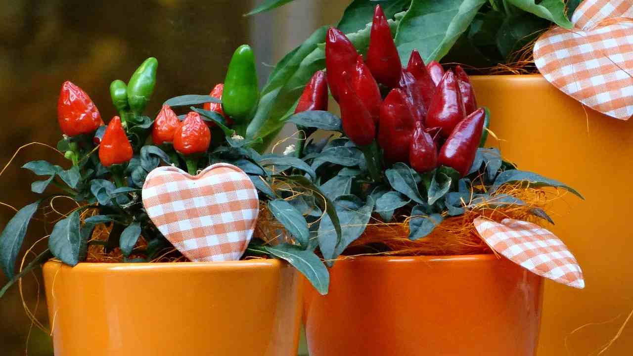 Cómo cultivar chiles en macetas en casa. Cómo cultivar chiles en macetas en casa.
