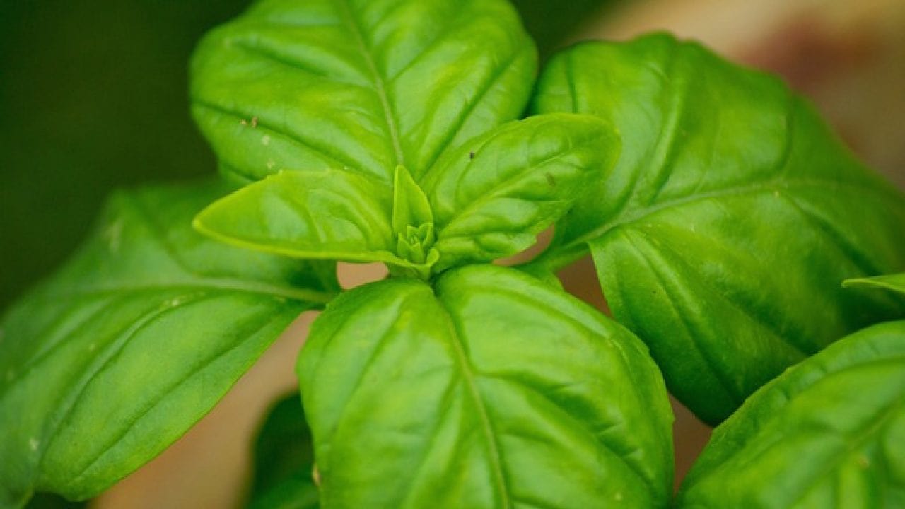 albahaca