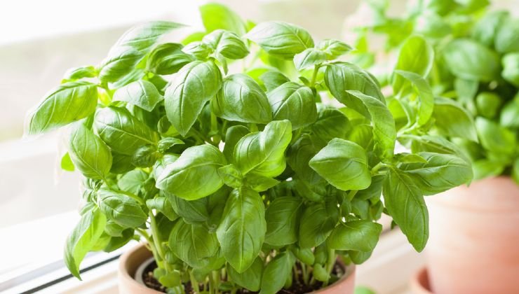 Albahaca en casa