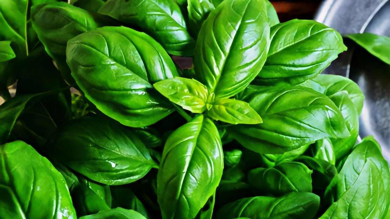 Albahaca