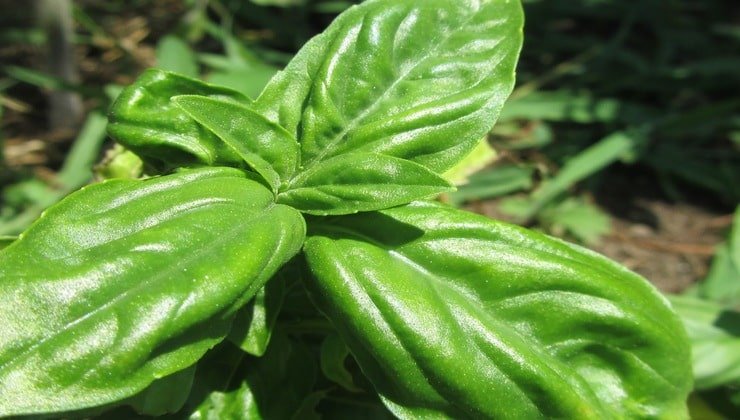 planta de albahaca