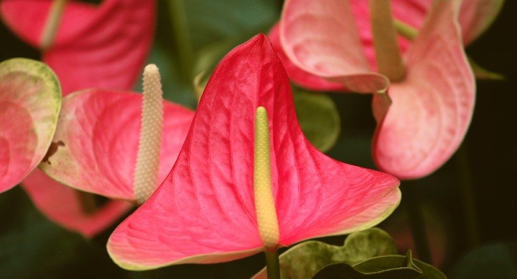 Anthurium, todas las características