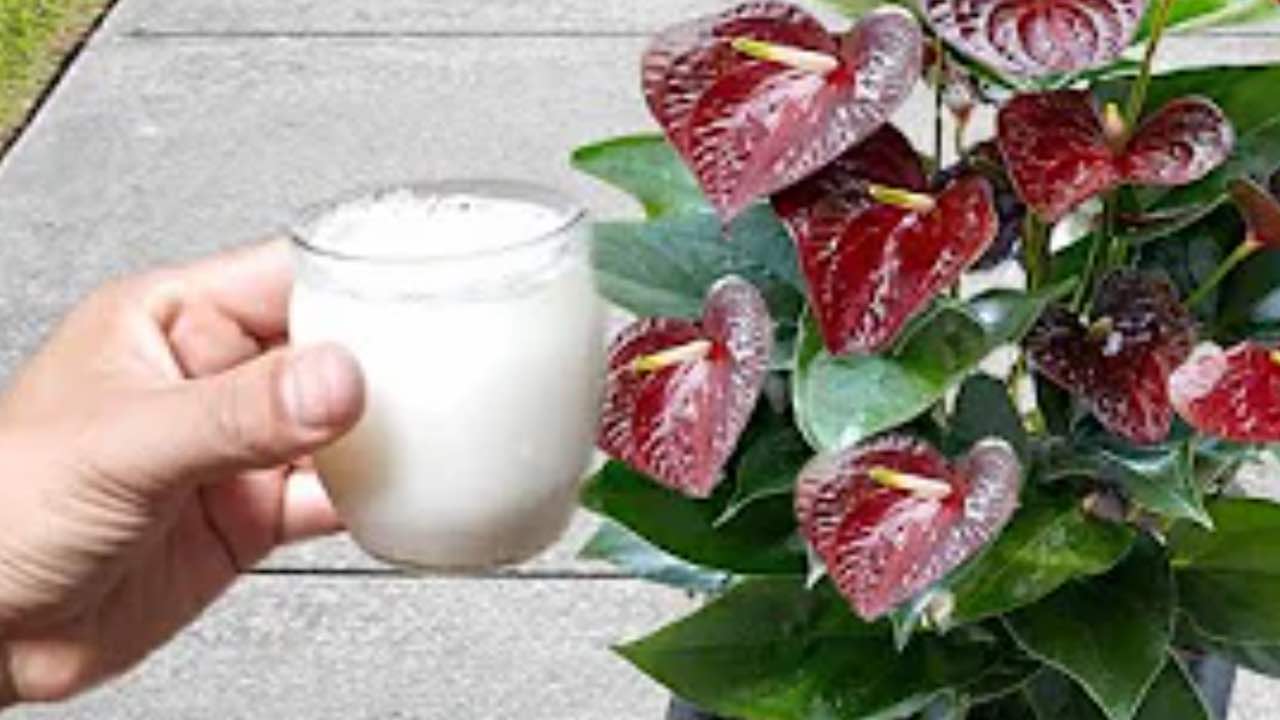 taza medidora para planta Anthurium