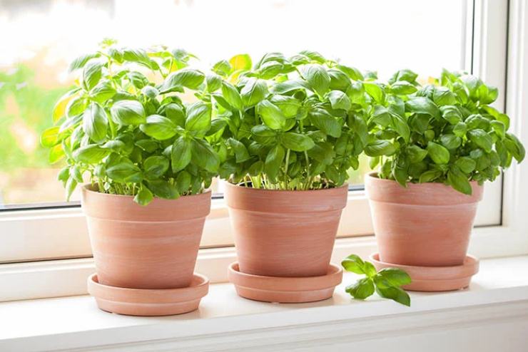 albahaca