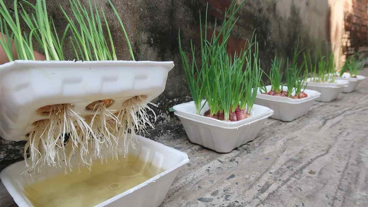 cebollas en crecimiento