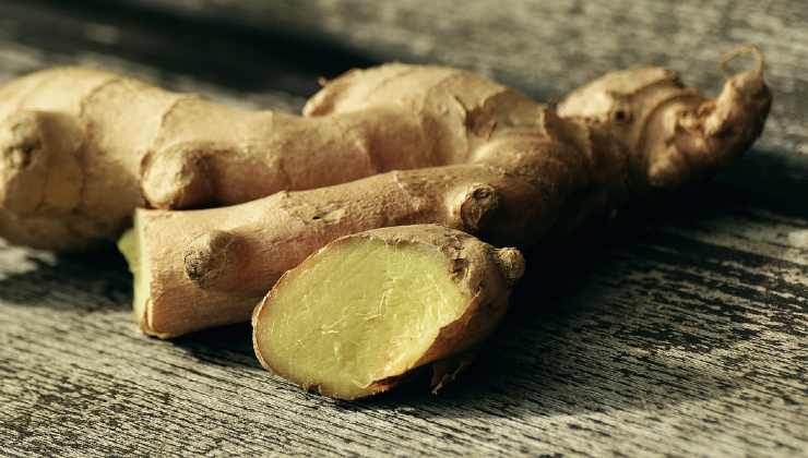 cultivar jengibre cultivar jengibre