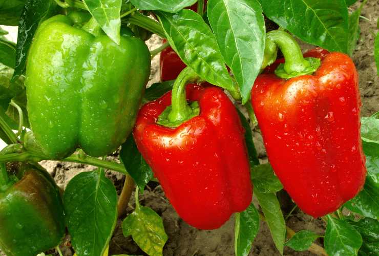 planta de pimiento planta de pimiento
