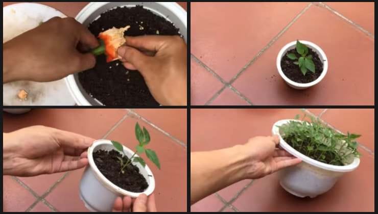 Técnica para cultivar pimientos en casa. Técnica para cultivar pimientos en casa.