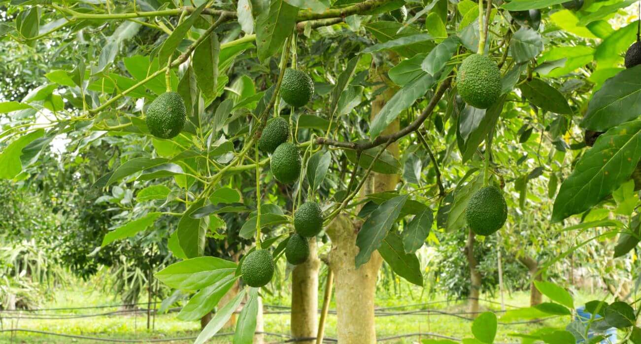 Árbol de aguacate joven con fruta