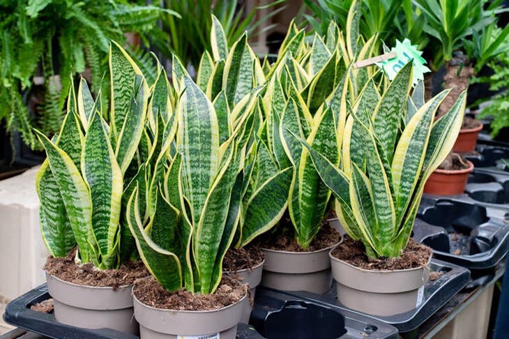 ¿Cómo hacer florecer la sansevieria para que perfume toda la casa? 3 Sanseviería 1 1