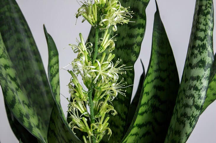 ¿Cómo hacer florecer la sansevieria para que perfume toda la casa? 2 Sanseviería 9