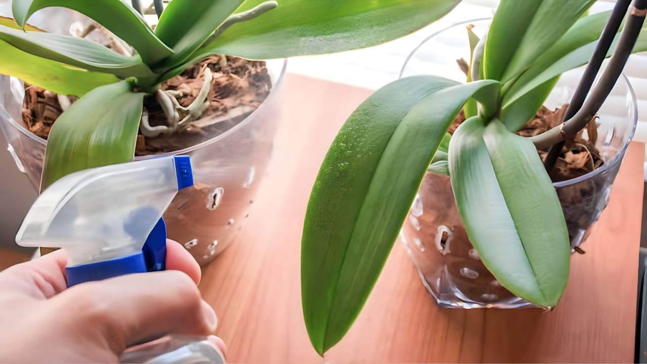 Regando las orquídeas