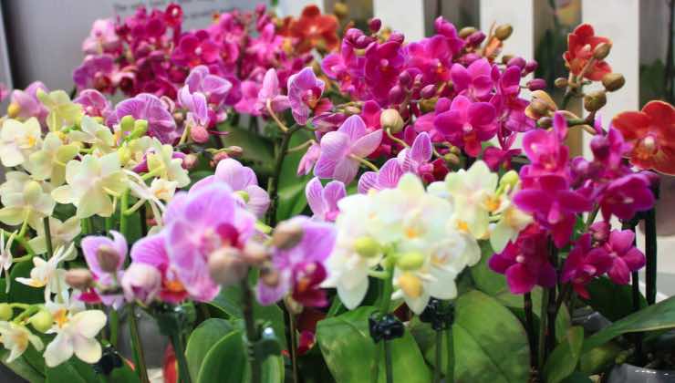 cómo hacer florecer las orquídeas