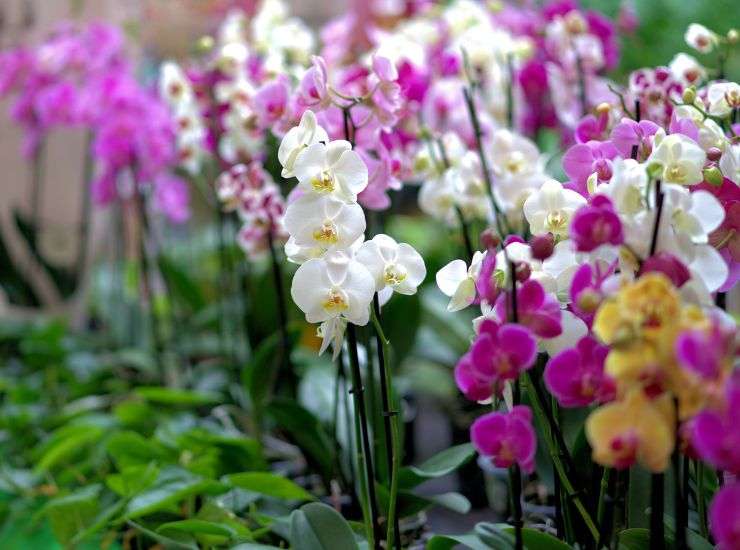 Soluciones para regar orquídeas