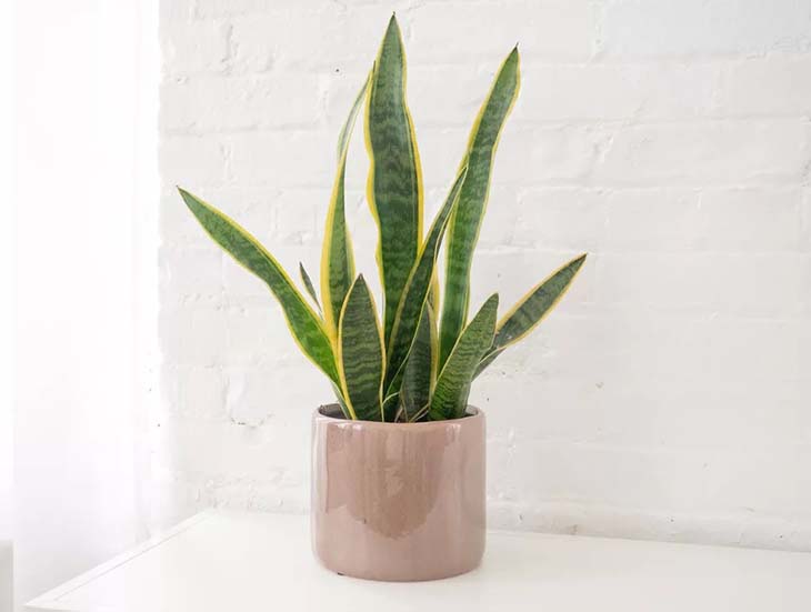 ¿Cómo obtener una sansevieria o "lengua de suegra" de una sola hoja? 1 método simple y efectivo 2 sansevieria