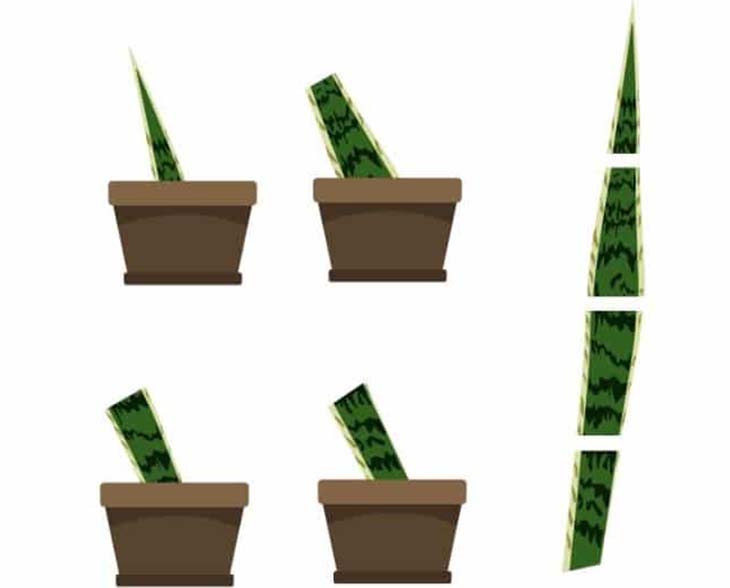 ¿Cómo obtener una sansevieria o "lengua de suegra" de una sola hoja? 1 método simple y efectivo 4 buena manera de plantar esquejes