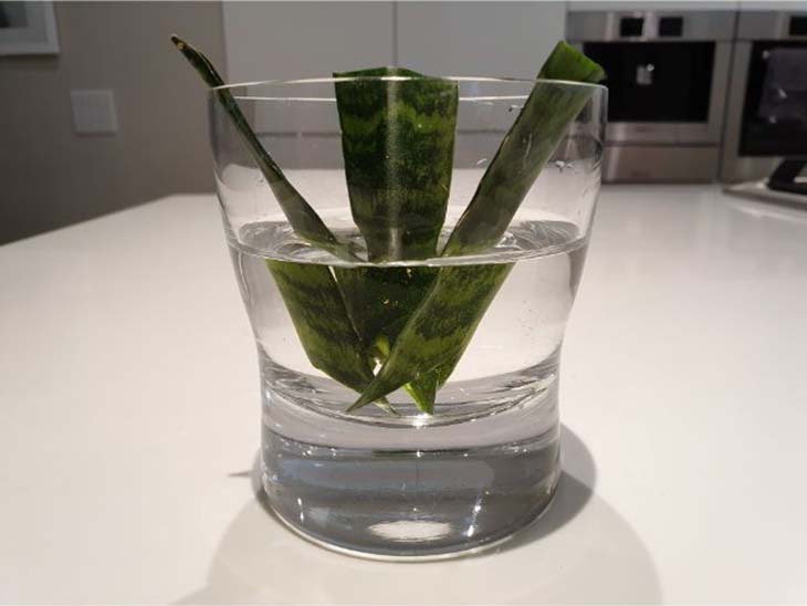¿Cómo obtener una sansevieria o "lengua de suegra" de una sola hoja? 1 método simple y efectivo 5 Esquejes de la sansevieria en agua