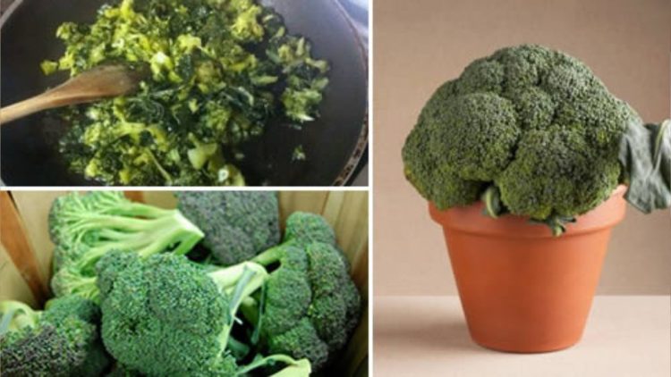 Cómo plantar brócoli en maceta en casa