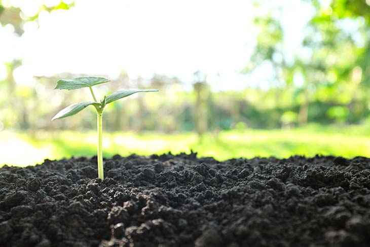 ¿Cómo plantar pepinos con éxito? 3 planta joven de pepino