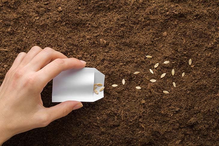 ¿Cómo plantar pepinos con éxito? 2 semillas de pepino