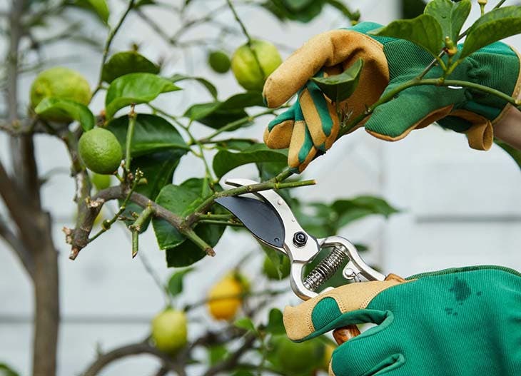 Cómo podar un limonero para obtener más fruta 2 podar un limonero