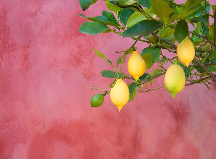 Cómo podar un limonero para obtener más fruta 3 limonero1
