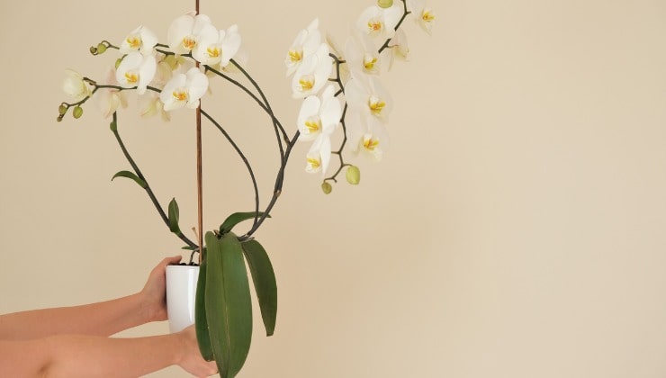 Planta de orquídea blanca Planta de orquídea blanca