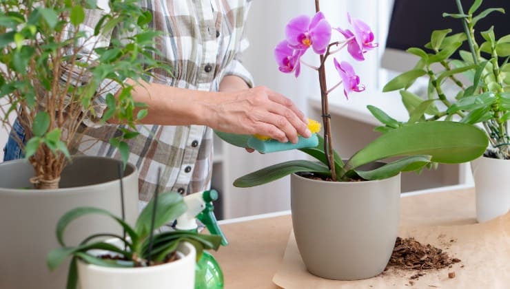 Orquídeas en maceta Orquídeas en maceta